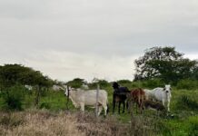 Veracruz acumula 665 casos de gusano barrenador del ganado