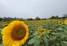 Campos de girasoles y cempasúchil adornan San Pablo Coapan