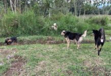 Don Andrés Gómez, el guardián de perros en Tlalnelhuayocan