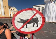 Denuncian foco de infección por granja de cerdos cerca de escuelas