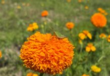 Campos de cempasúchil en El Guayabo, un nuevo atractivo en Emiliano Zapata