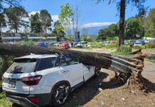 Cae árbol de grandes dimensiones sobre tres vehículos en Xalapa