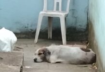 Aumentan denuncias por maltrato animal en Veracruz