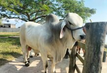 COMCEBÚ 2025, vitrina global del potencial ganadero veracruzano