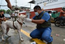 Animales en emergencia / Yamiri Rodríguez Madrid