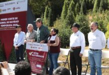 Primer corte legal de árbol navideño fortalece la silvicultura sustentable