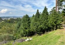 Más de 40 mil pinos cultivados en ranchos silvícolas de Veracruz