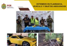 Cateo en Huatusco: aseguran droga, armas, vehículos y fauna exótica; dos detenidos
