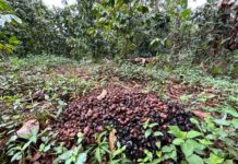 Coatepec impulsa el turismo: Alcalde electo anuncia Feria del Café