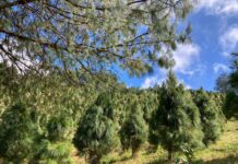 Algunas familias aún prefieren pino navideño natural: comerciantes