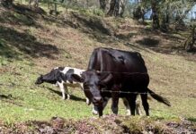 Gusano barrenador del ganado, un problema contenido en Veracruz