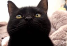 FGR de la Federación y FGE de Veracruz… ¿Coincidencia? / Pablo Jair Ortega