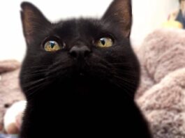 Señales raras desde el Altiplano / Pablo Jair Ortega