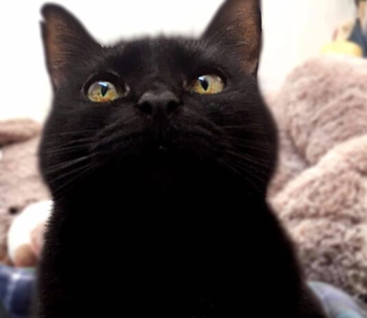 Día histórico para Nueva Orleans, Veracruz y el periodismo / Columna Sin Nombre