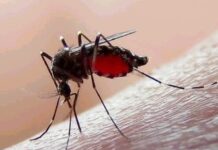 Veracruz, primer lugar nacional en dengue