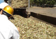 Buenas nuevas para los cañeros veracruzanos / Yamiri Rodríguez Madrid