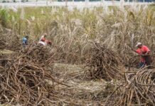 Un respiro para el campo cañero / Hora cero