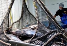 Inicia periodo de aprovechamiento del camarón en Coatzacoalcos: SADER