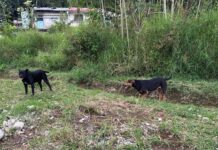 Reportan invasiones de predios en Álamo, Veracruz y Xalapa