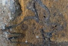 Gestionan rescate de petrograbados de 2,500 años