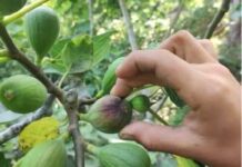 Plaga de mosca daña cultivos de higo en Tatatila