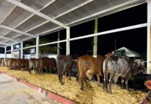 Suspenden envío de ganado de Veracruz a Nuevo León por gusano barrenador