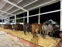 Suspenden envío de ganado de Veracruz a Nuevo León por gusano barrenador