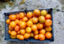 Escasea mandarina tras afectaciones por lluvias al norte de Veracruz