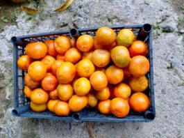 Escasea mandarina tras afectaciones por lluvias al norte de Veracruz