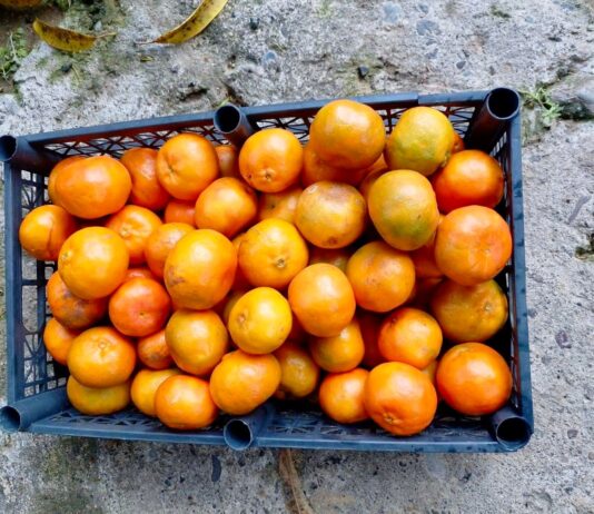 Escasea mandarina tras afectaciones por lluvias al norte de Veracruz