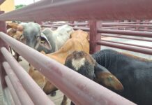 SADER y SEDARPA inauguran Punto de Verificación ganadera