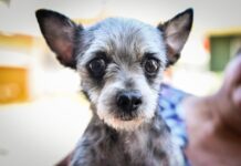 Maltrato animal / Enrique Yasser Pompeyo