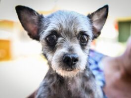 Maltrato animal / Enrique Yasser Pompeyo