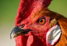 Organizan peleas de gallos en Teocelo; autoridades aplicarían sanciones