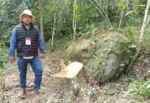 Persiste tala ilegal en Xalapa