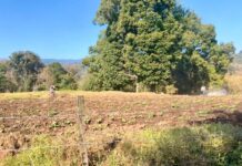 Garantiza Sedema ausencia de agroquímicos prohibidos en cultivos de papa de Xalapa