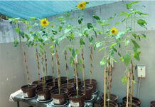 Girasoles para sanar la tierra, alternativa sustentable propuesta por egresada UV