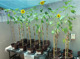 Girasoles para sanar la tierra, alternativa sustentable propuesta por egresada UV