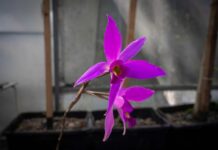 Orquídeas y vainilla cuentan con amplio campo de exploración: UV