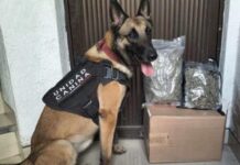 SSP detiene a 18 personas y asegura armas, presuntas drogas y vehículos en 20 municipios