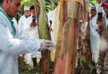Incrementa Agricultura acciones para prevenir el ingreso de enfermedad del plátano