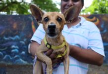 Realiza Ayuntamiento de Xalapa operativo para inhibir la venta de animales de compañía