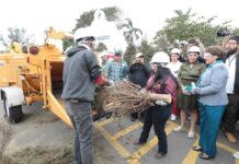 Arranca Eco Navidad 2026 para el reciclaje de pinos navideños