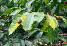 Plagas asfixian al sector cafetalero en Coatepec