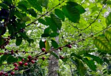 Complicada política cafetalera en 2026, advierten productores de Veracruz