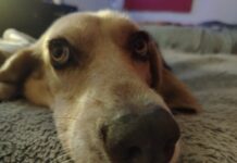 Proponen expedir Ley de Bienestar de los Animales