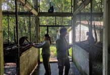 Estudiantes UV investigan ecofisiología del mono araña, en Catemaco