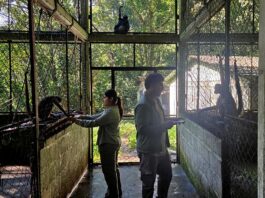 Estudiantes UV investigan ecofisiología del mono araña, en Catemaco