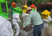 UV estudia microbiota de abejas nativas; busca su supervivencia