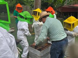 UV estudia microbiota de abejas nativas; busca su supervivencia